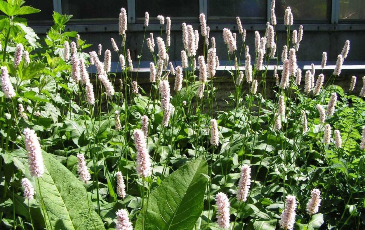 Горец Персикария изменчивый