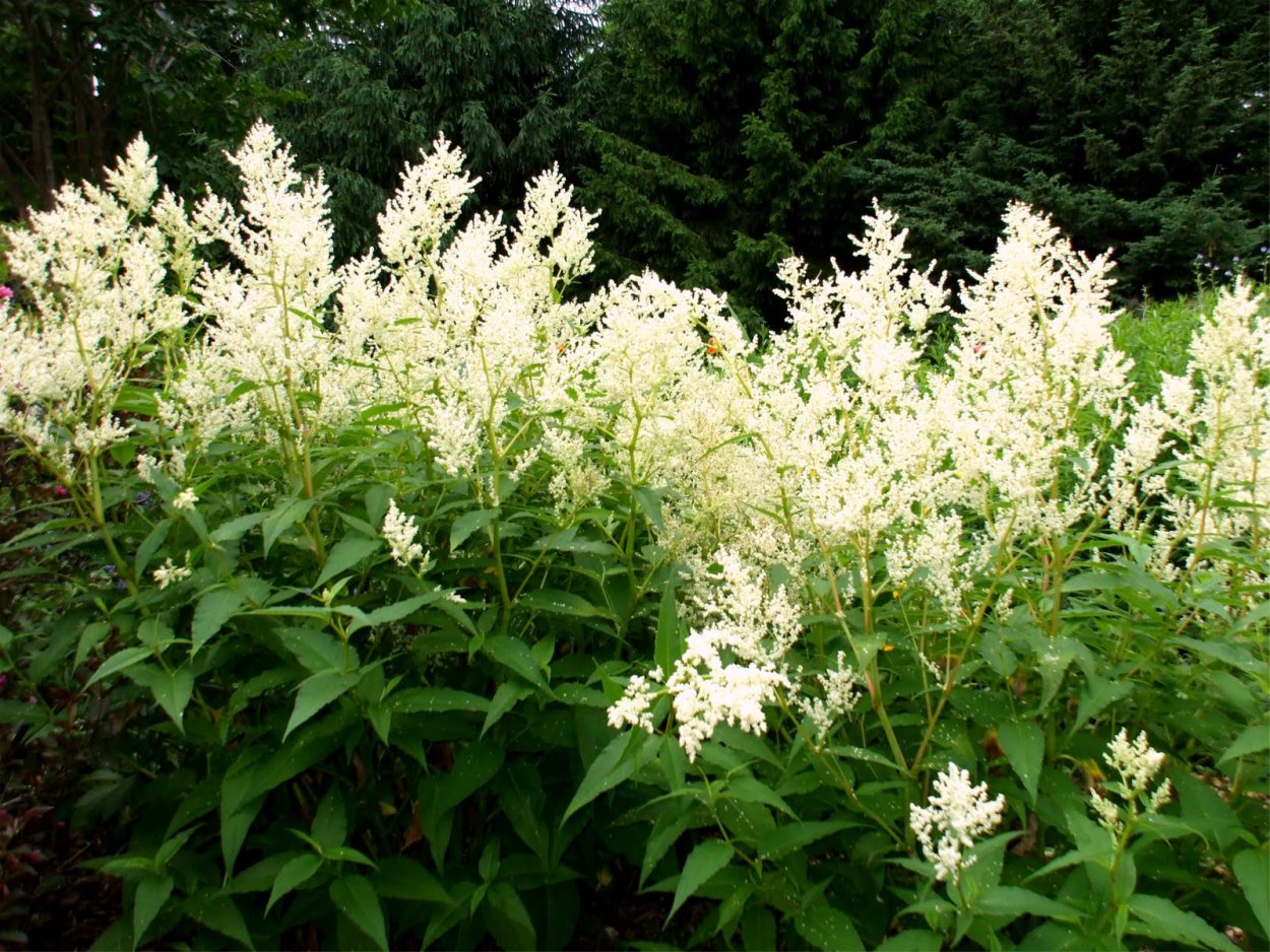 Гречиха Вейриха