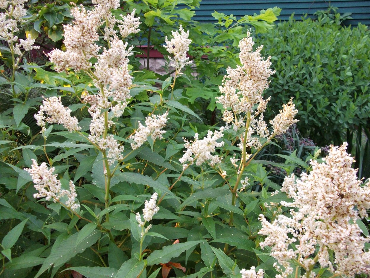 Горец Персикария изменчивый