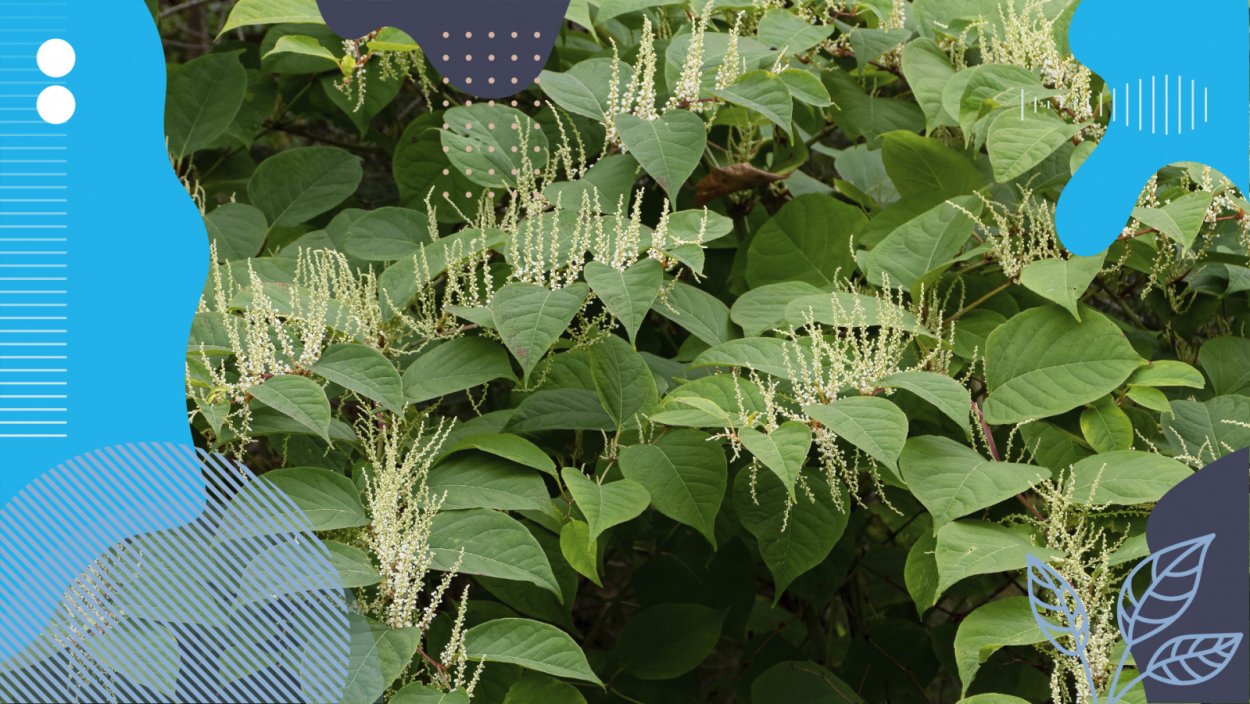 Горец полиморфный