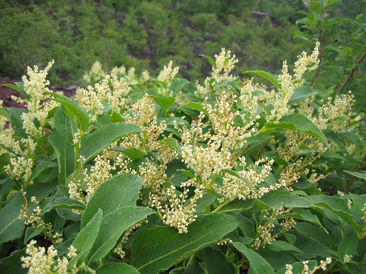 Горец стеблеобъемлющий rosea