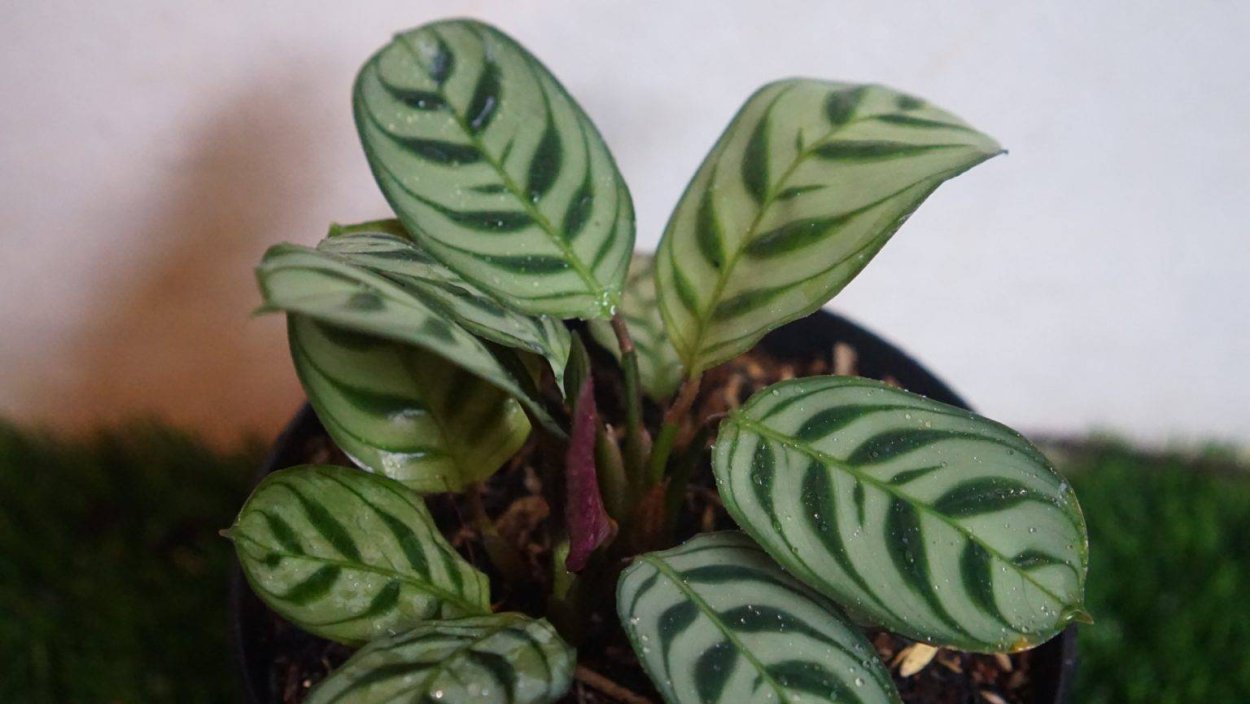 Калатея белый тигр