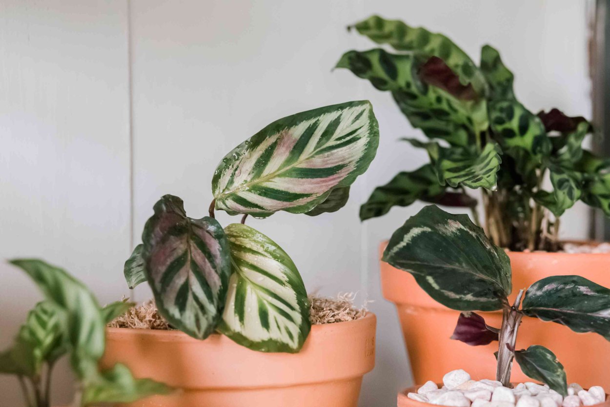 Калатея White Fusion