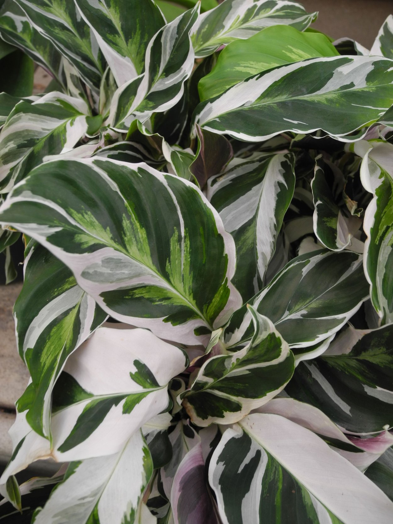 Калатея argentea