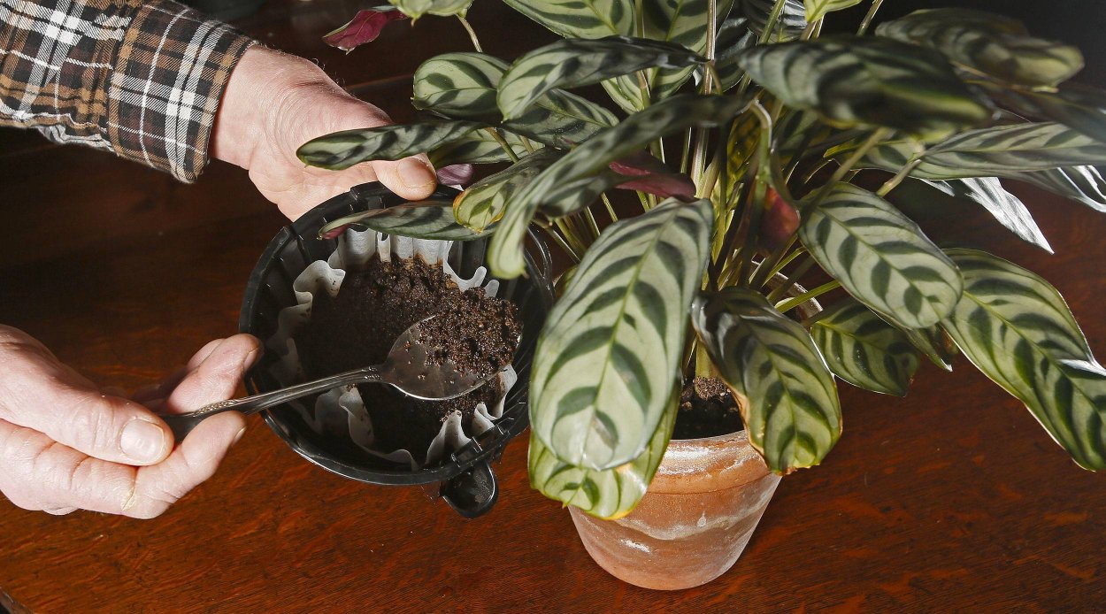 Калатея Макояна (35 -40)