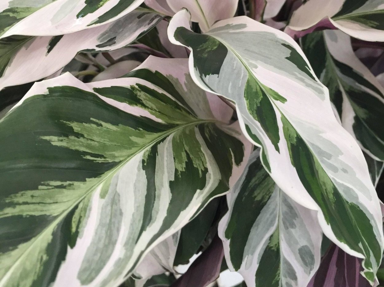 Калатея сандериана орната