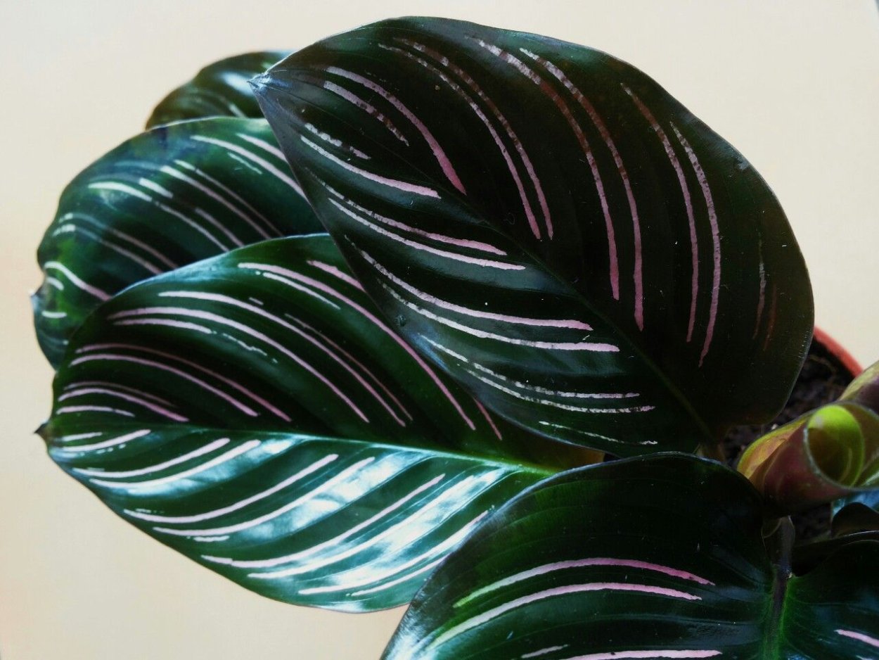 Калатея Silver Plate