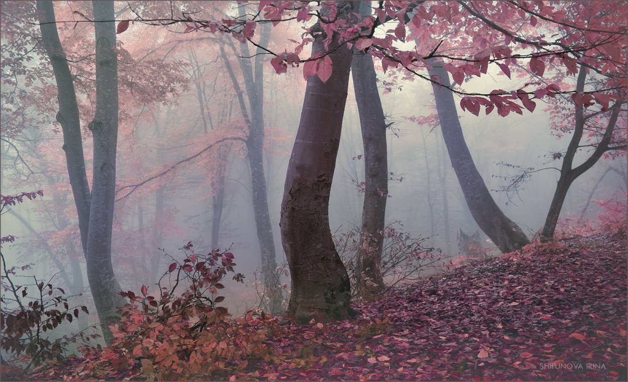 Розовый лес