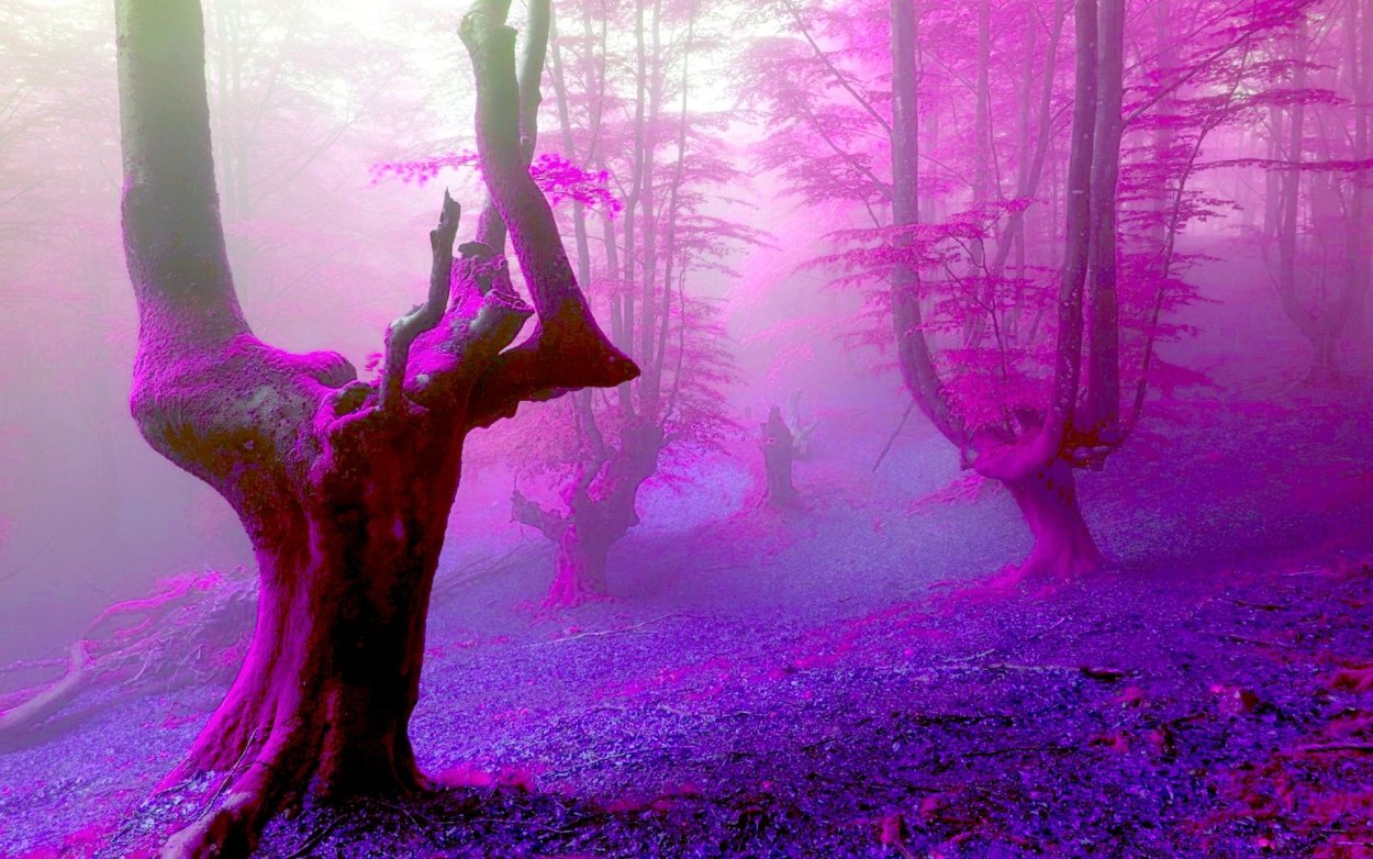 Сакура черри блоссом дерево