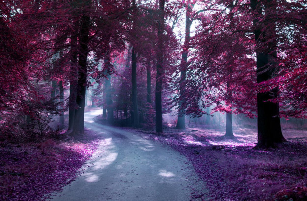 Сиреневый лес