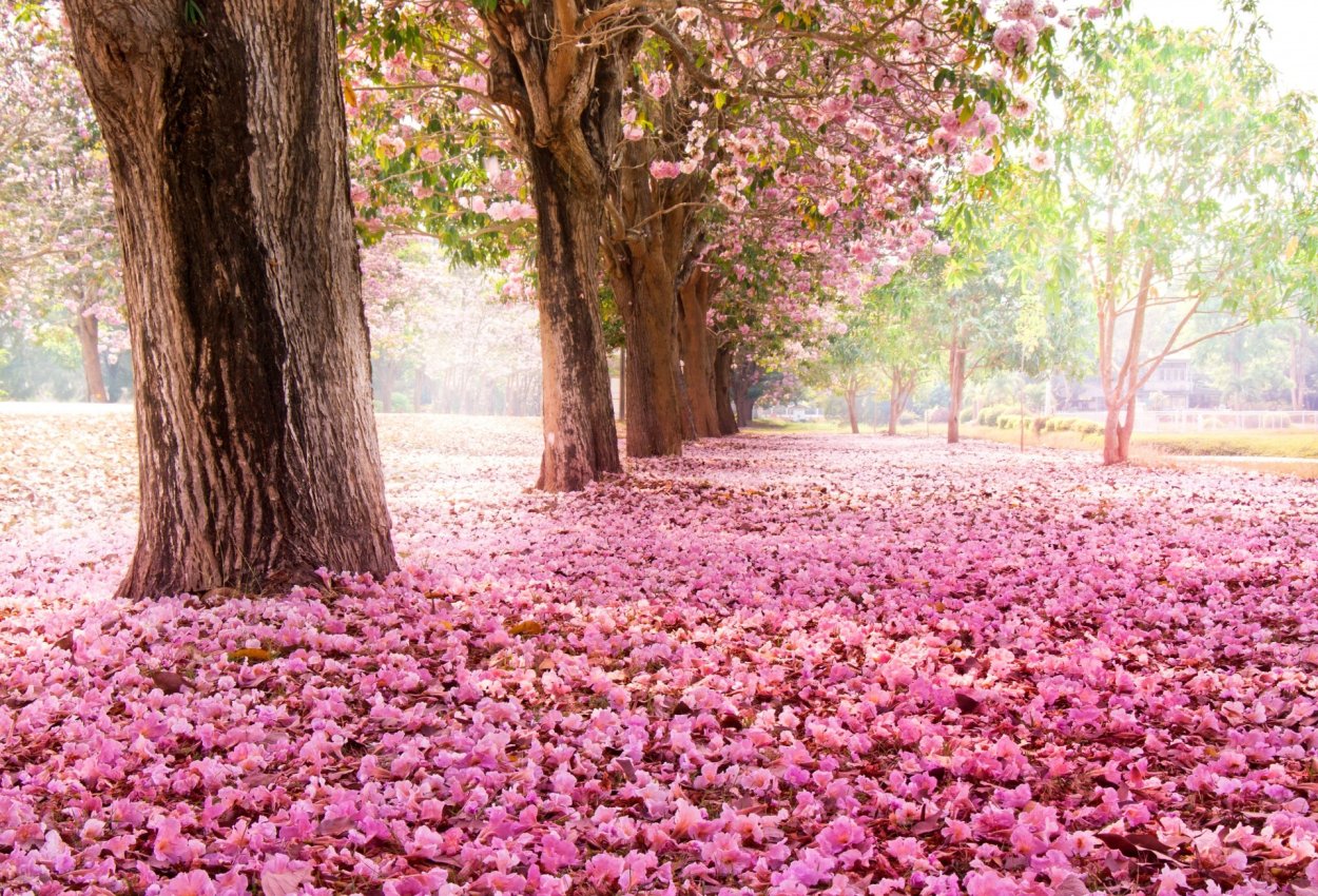 Пейзаж в розовых тонах