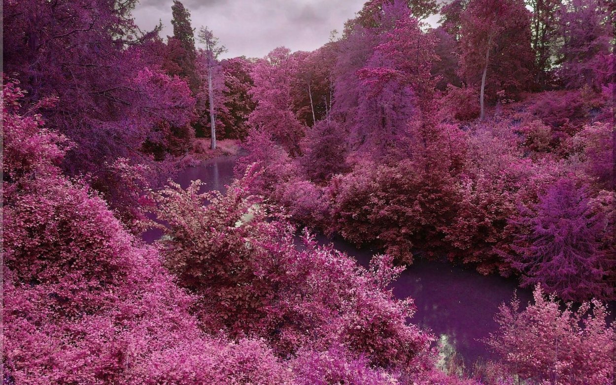 Розовый лес