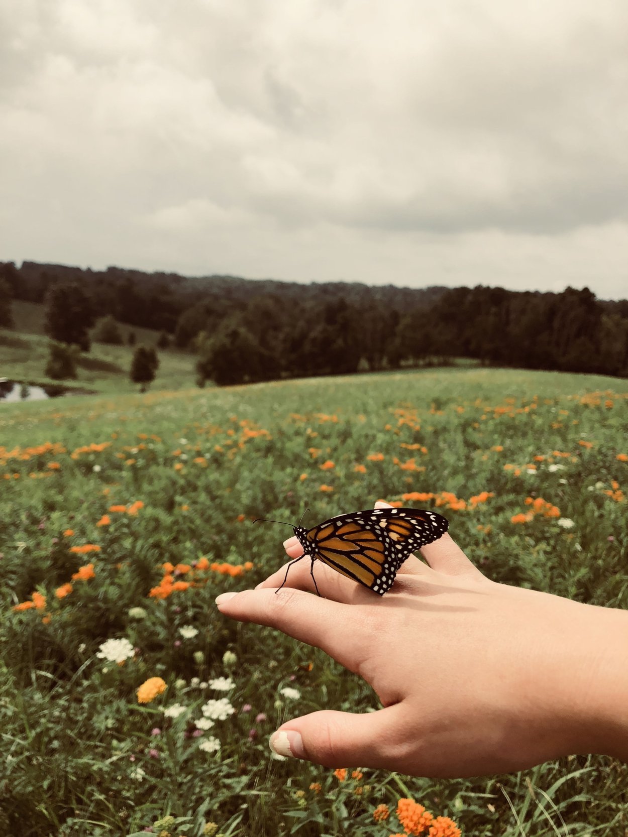 Сьюки кот путешественник