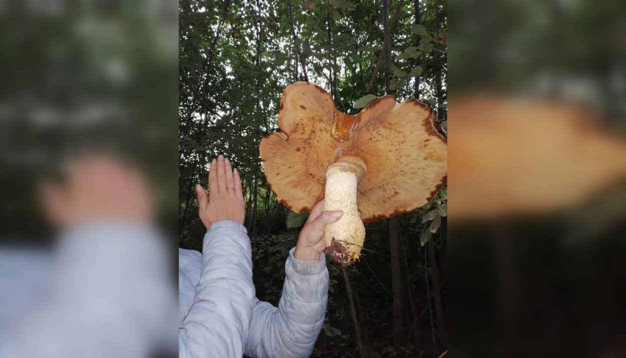 Огромный гриб