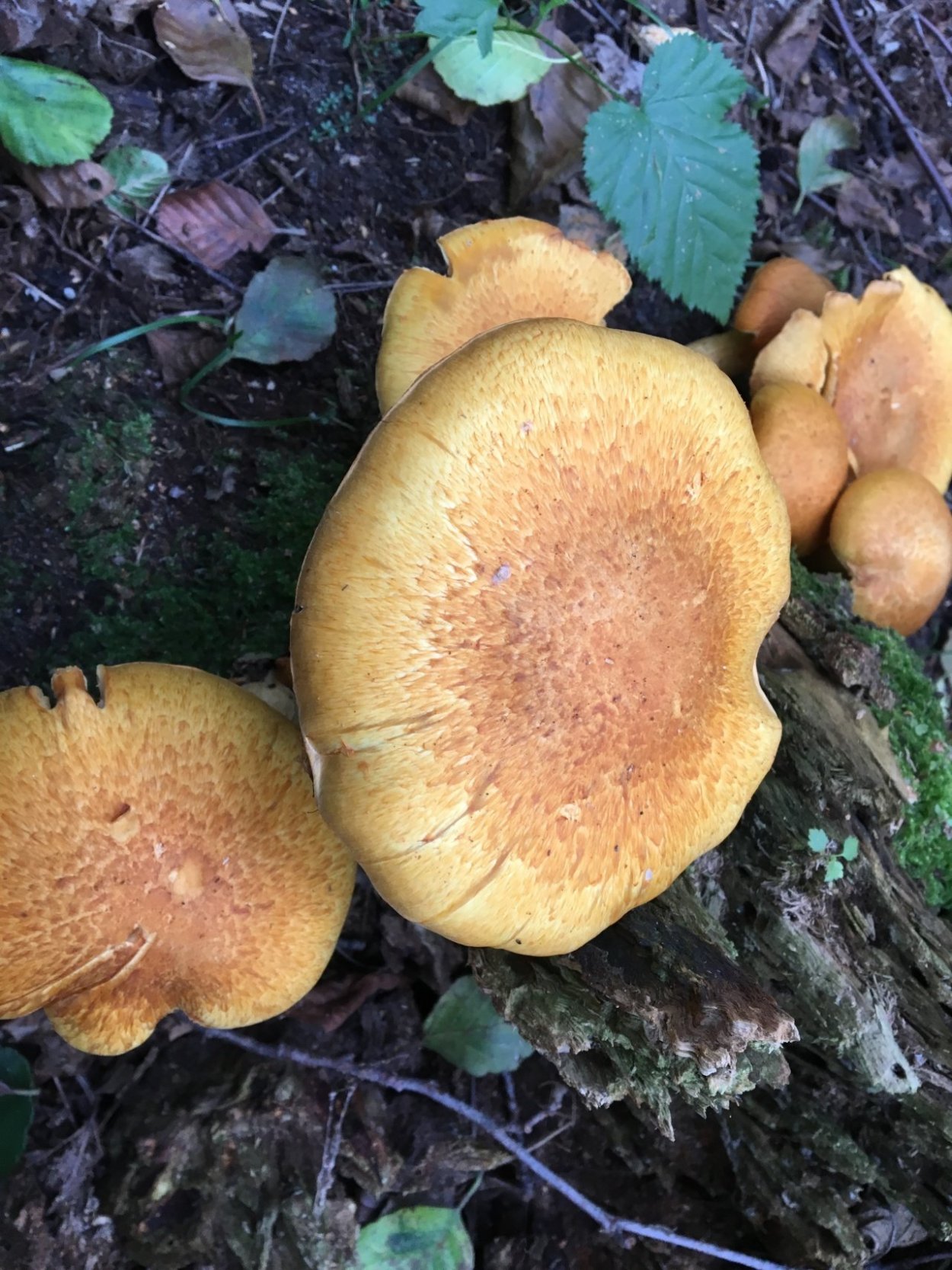 Гимнопил Юноны съедобный