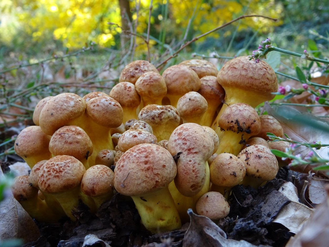 Gymnopilus junonius