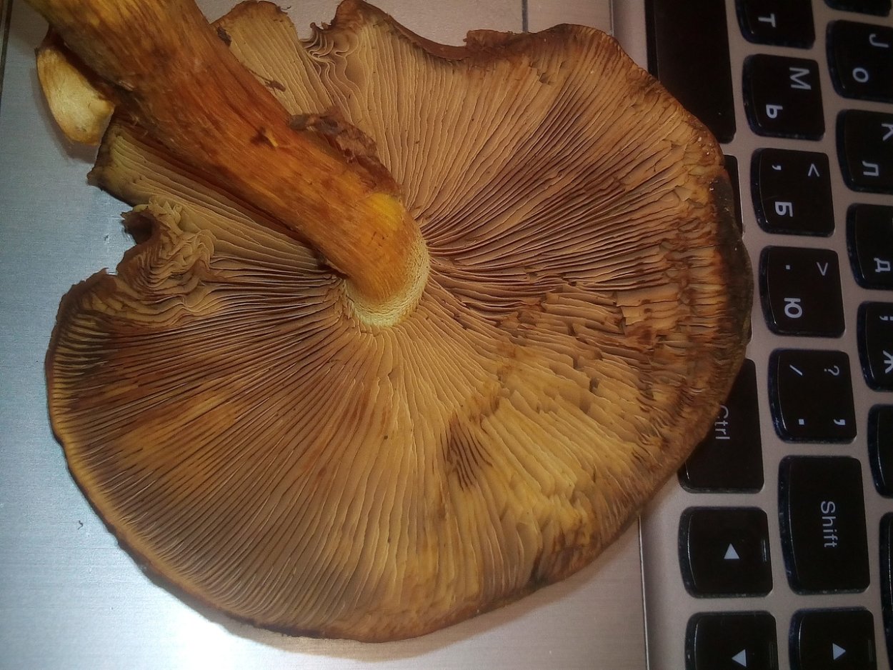 Гимнопил Юноны гриб