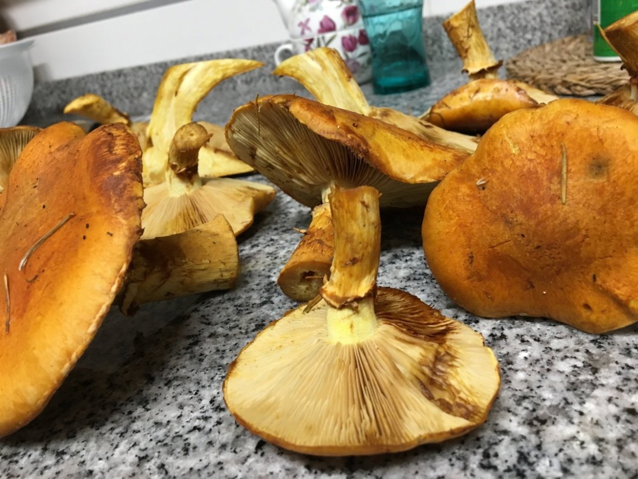 Гимнопил Юноны