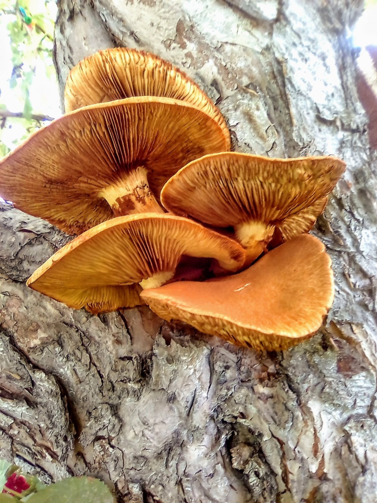 Гимнопил Юноны Gymnopilus junonius