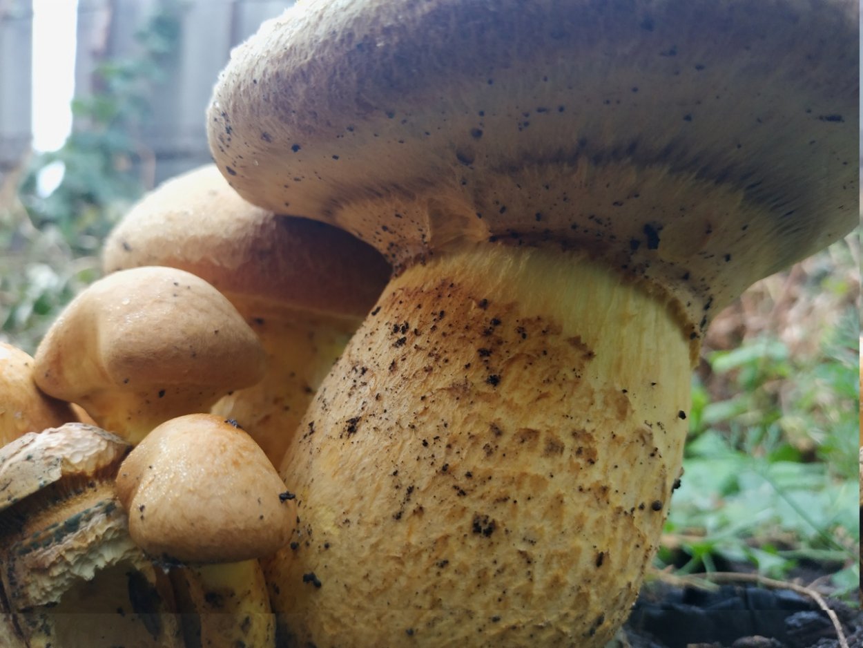 Гимнопил Юноны съедобный или нет