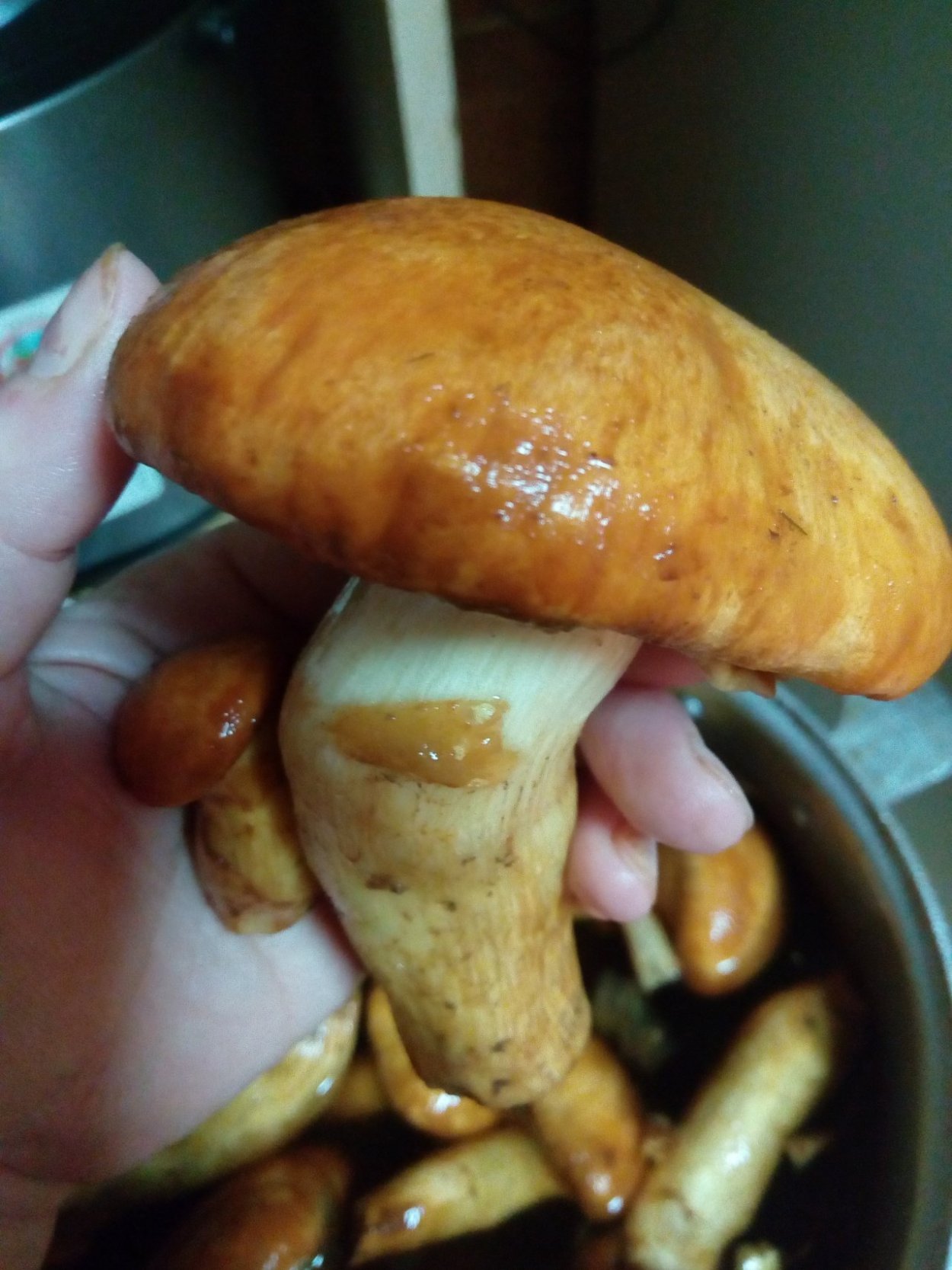 Gymnopilus luteus
