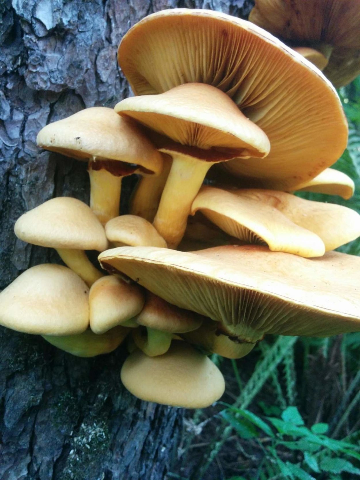 Gymnopilus sapineus