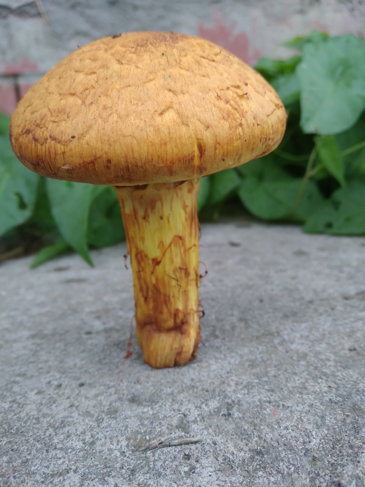 Гимнопил Юноны гриб