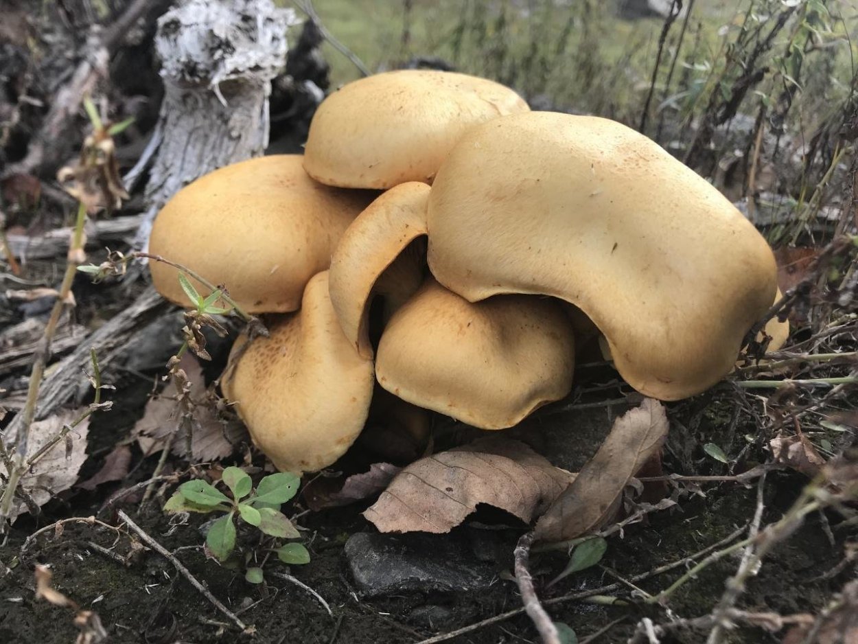 Гимнопил Юноны гриб