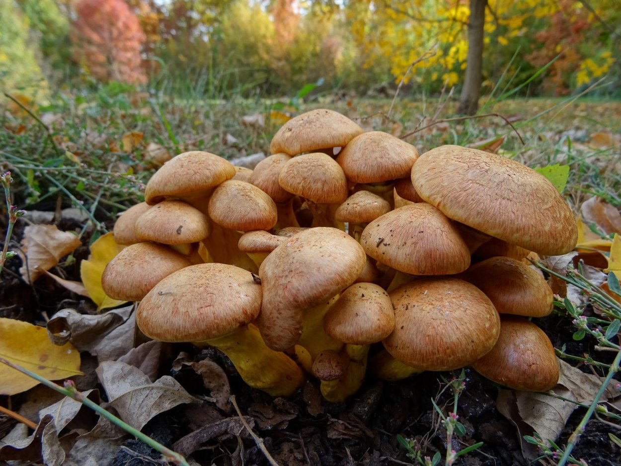 Гимнопил Юноны Gymnopilus junonius