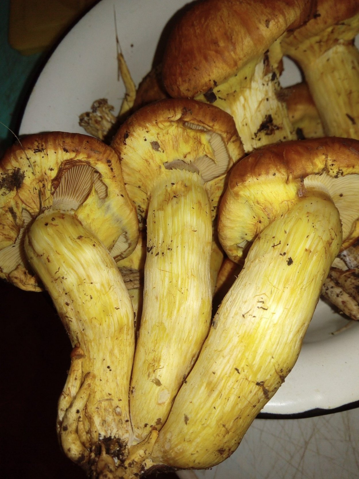Гимнопил Юноны Gymnopilus junonius