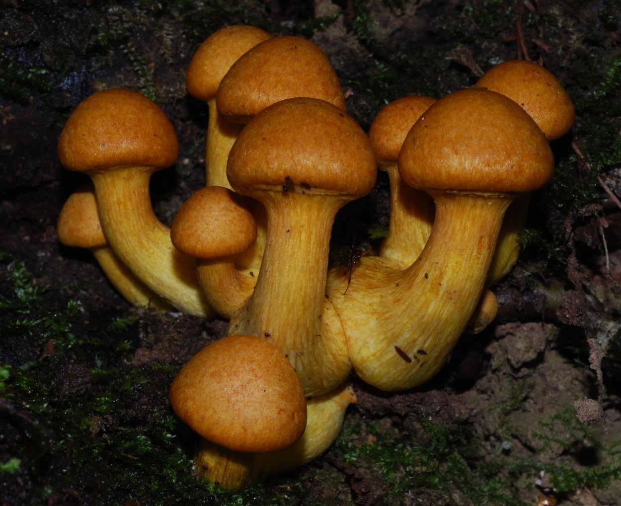 Гимнопил Юноны Gymnopilus junonius