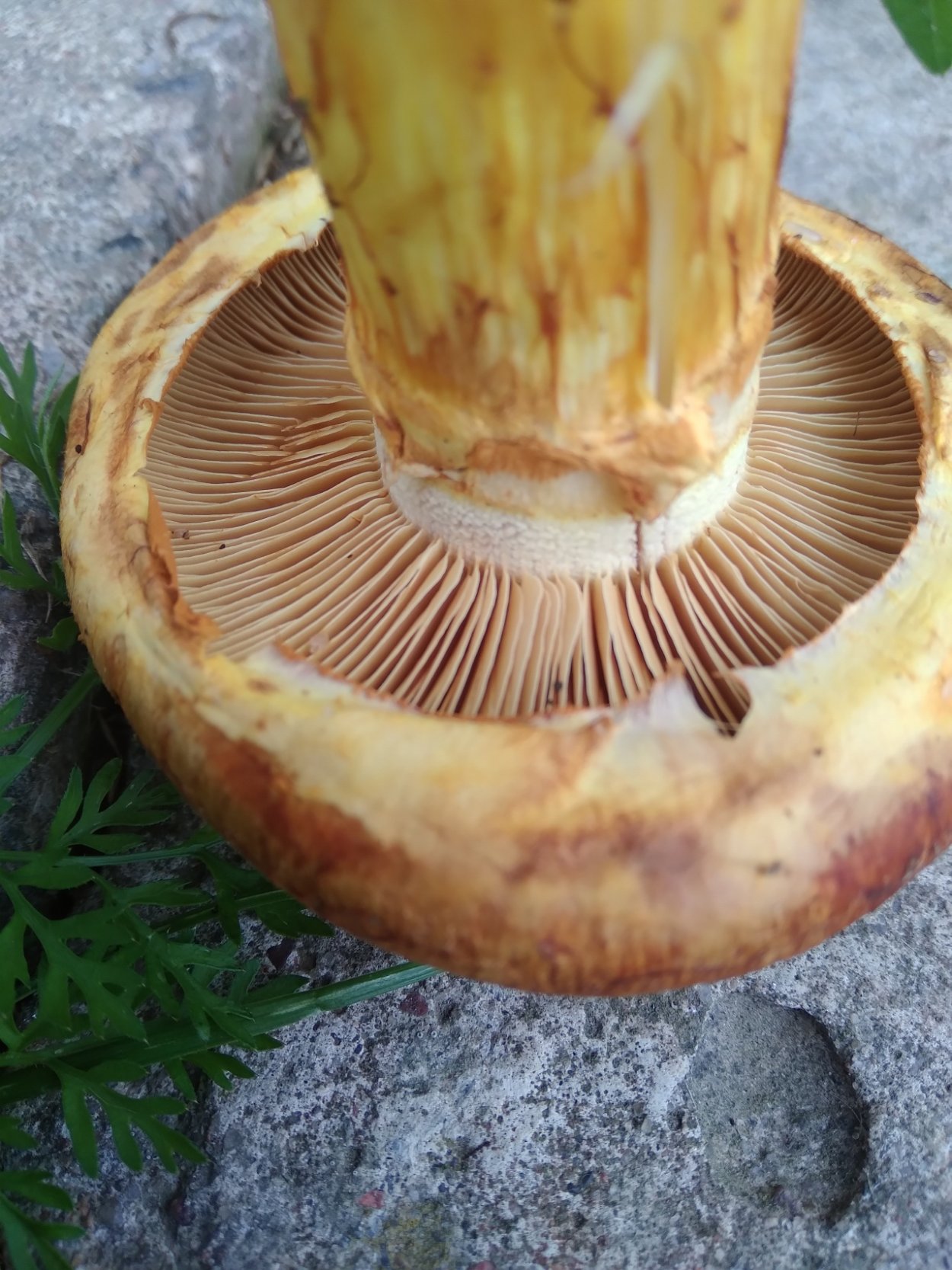 Гимнопил Юноны