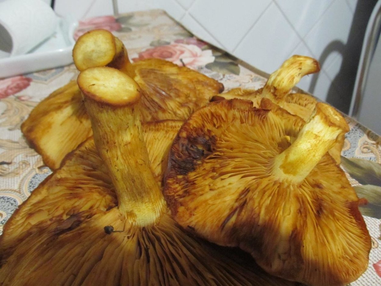 Гимнопил исчезающий