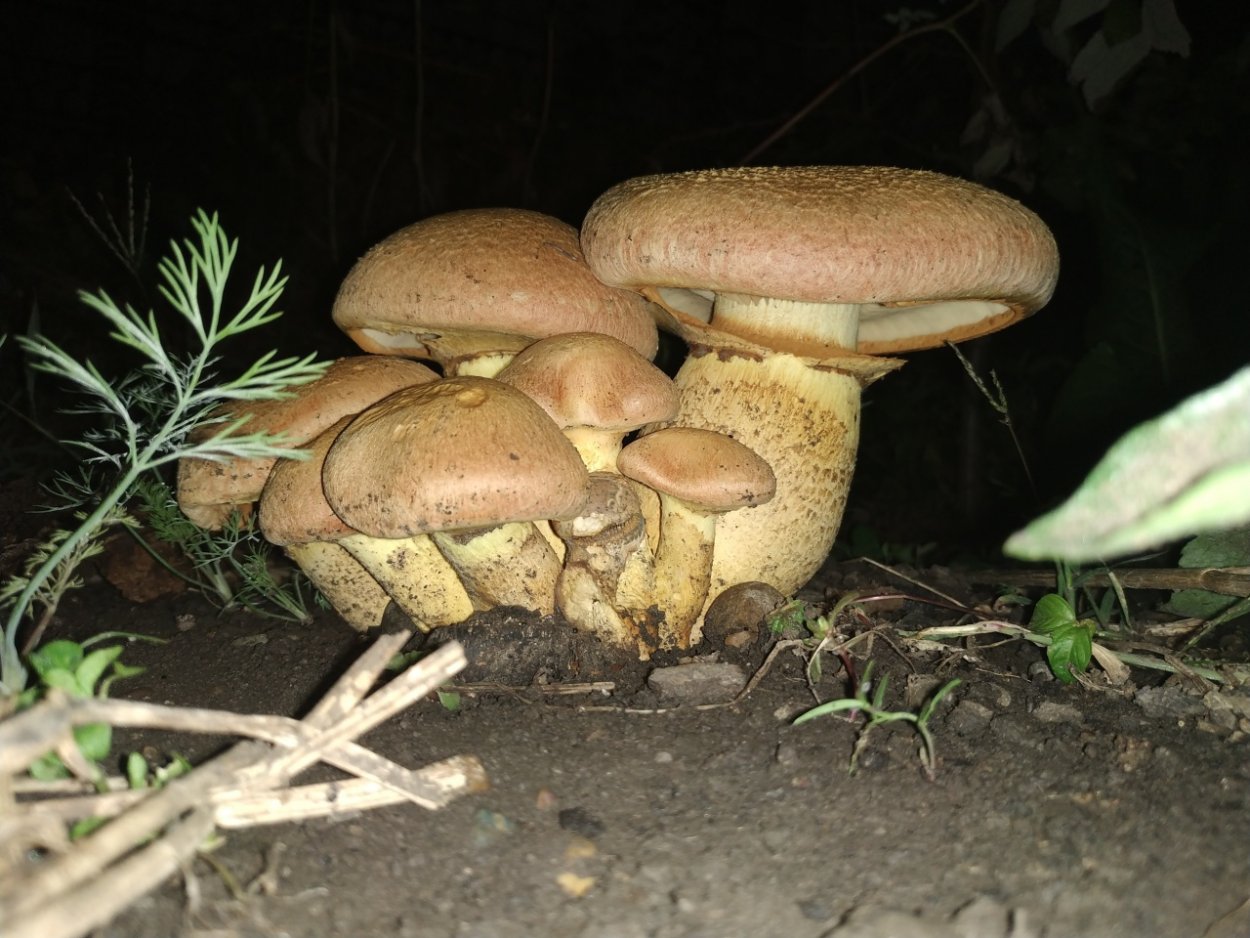 Гимнопилус гриб