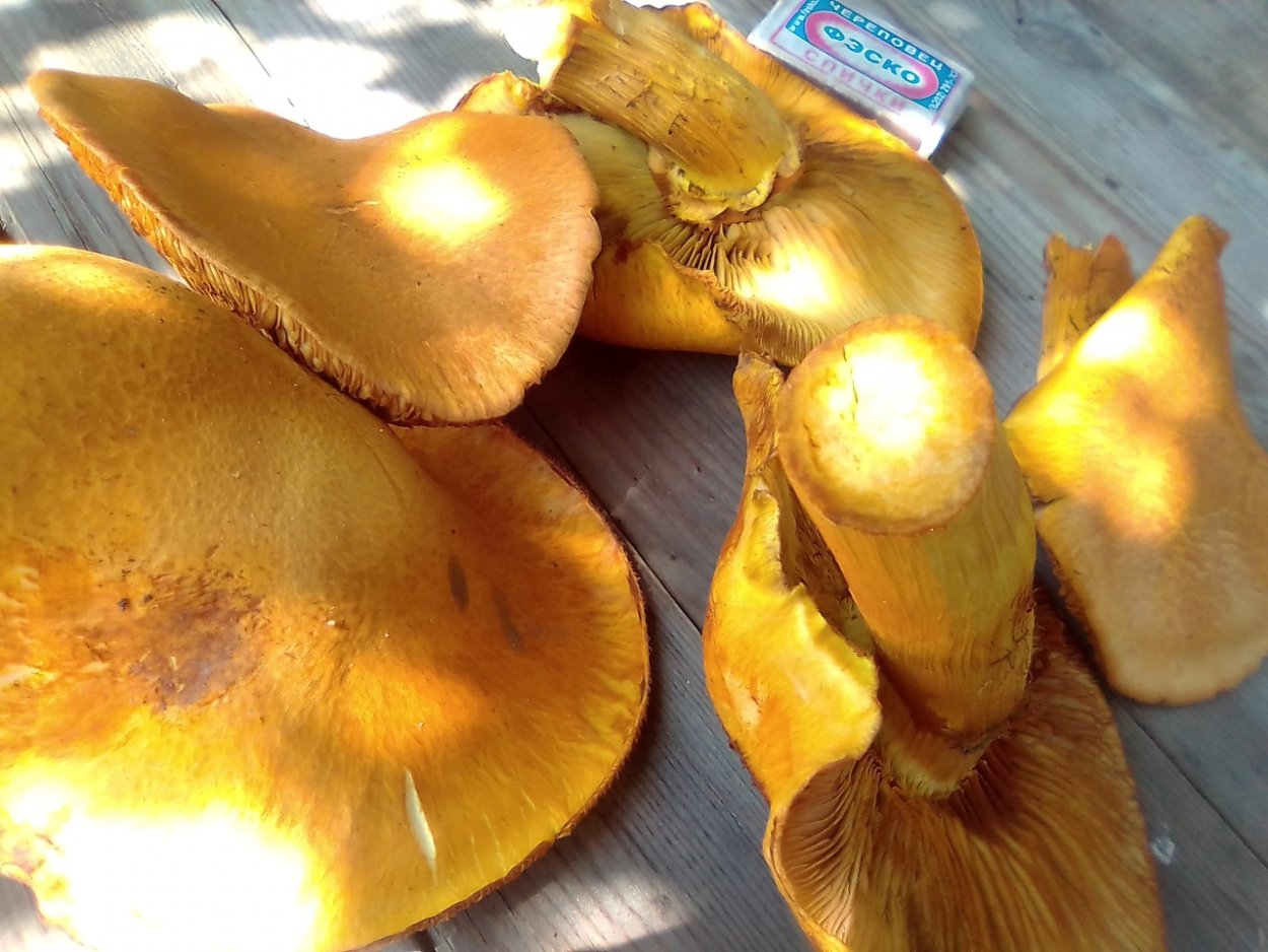 Гимнопил Юноны гриб