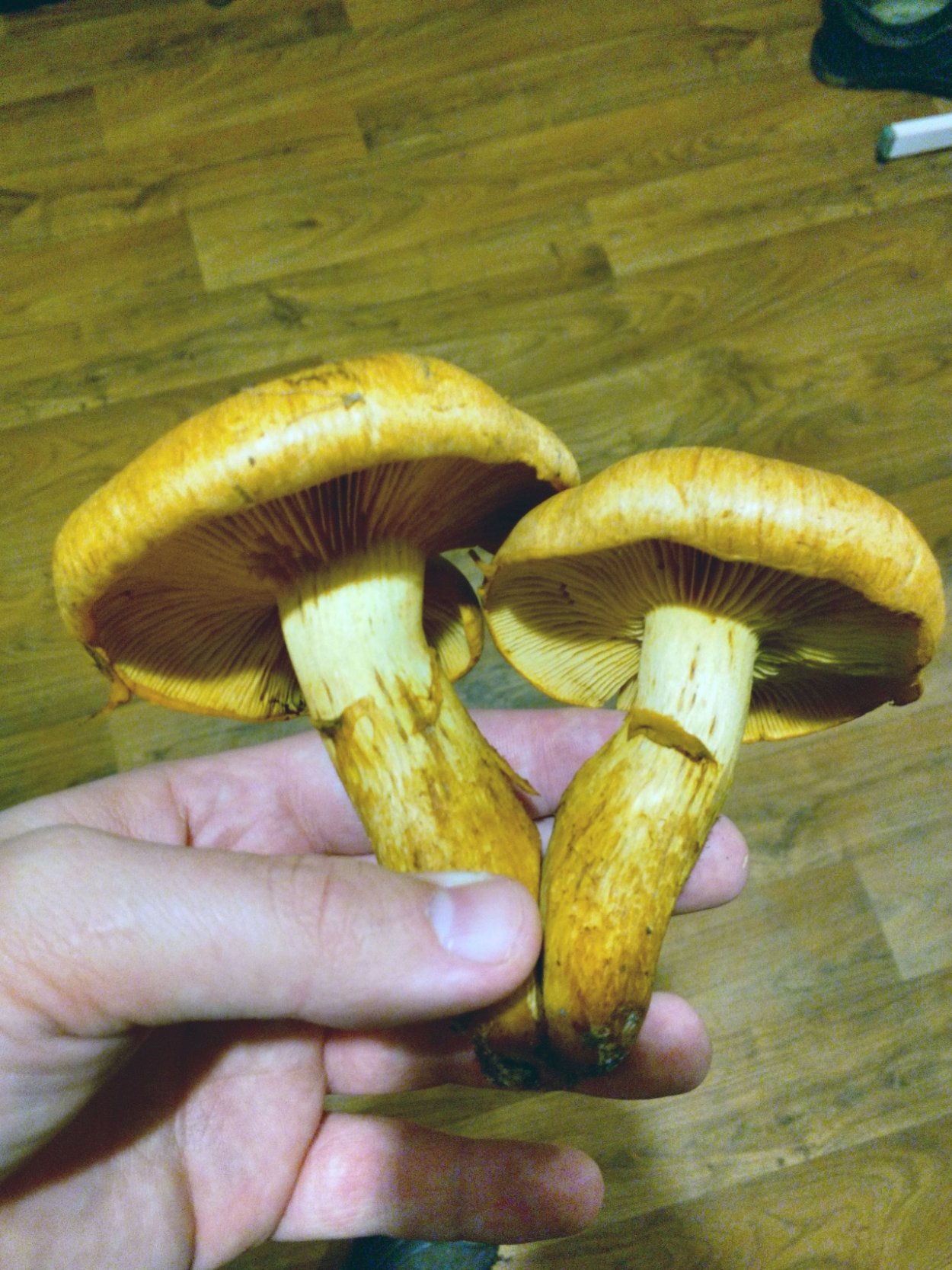 Гимнопил проникающий Gymnopilus penetrans