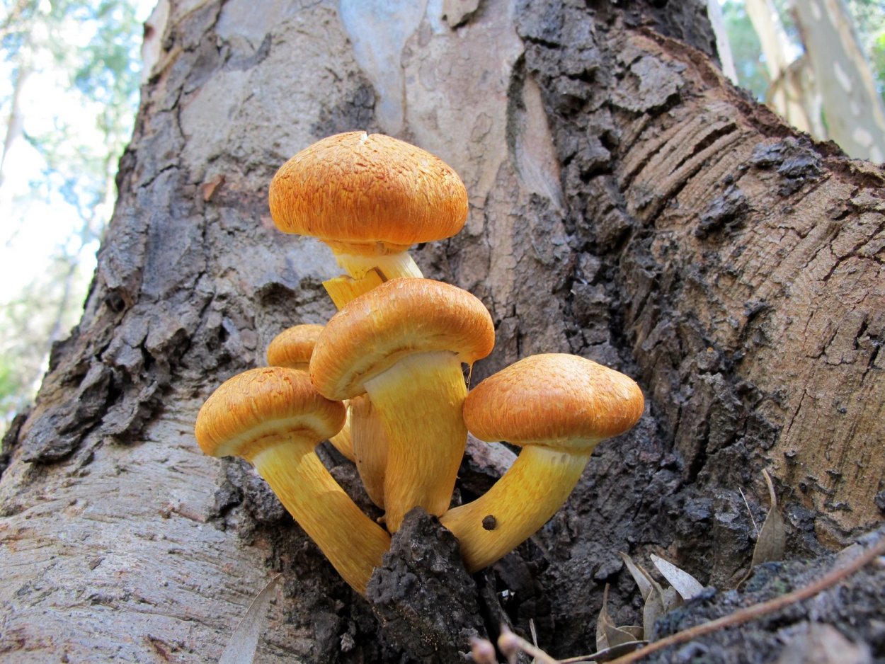 Гимнопил Урал