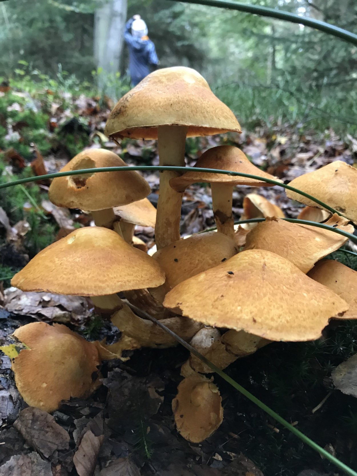 Gymnopilus junonius Гимнопил