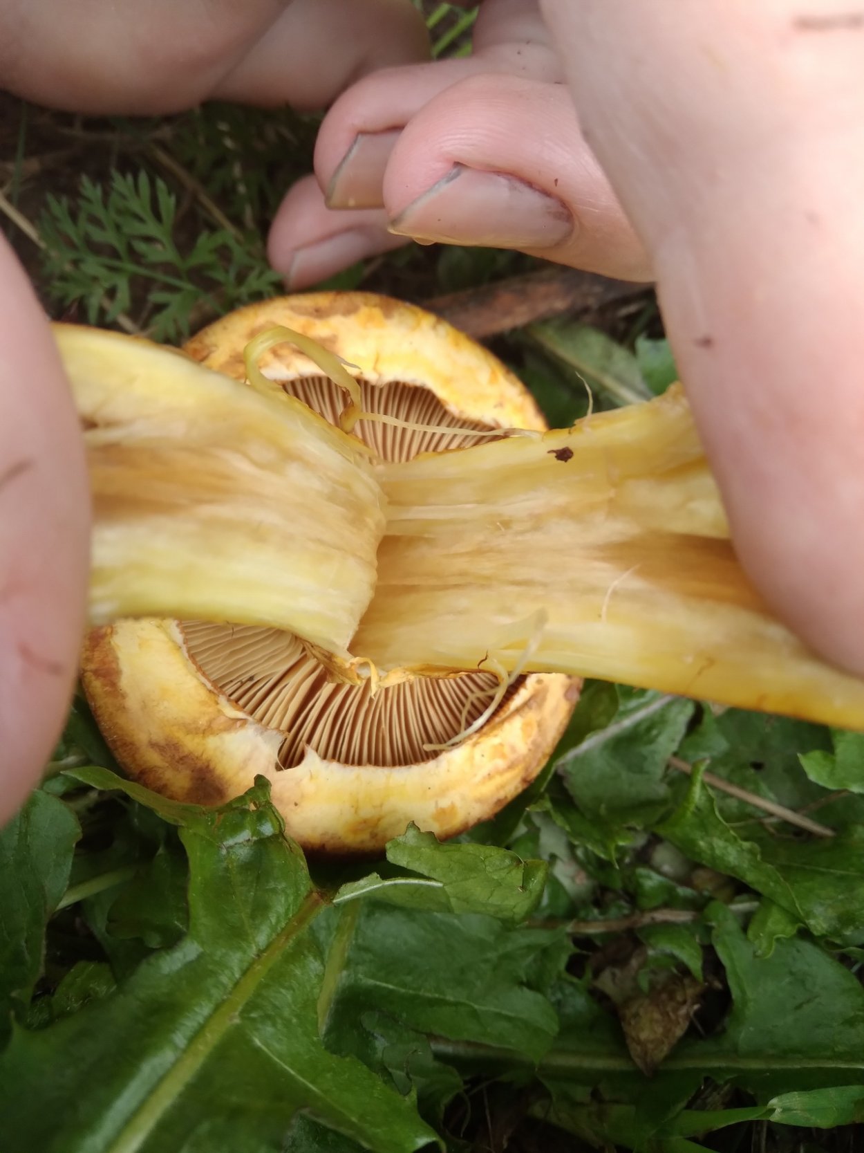 Грибы Юнона