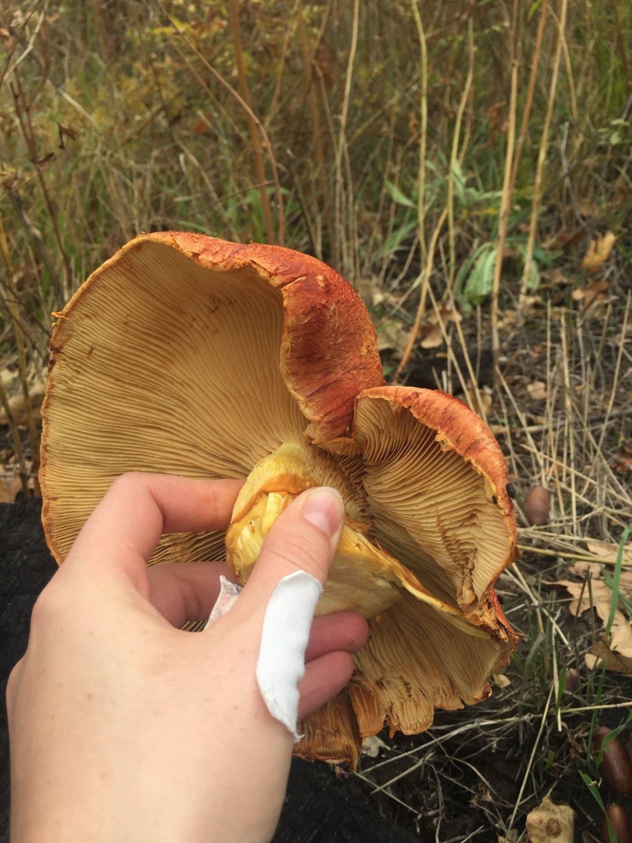 Gymnopilus junonius