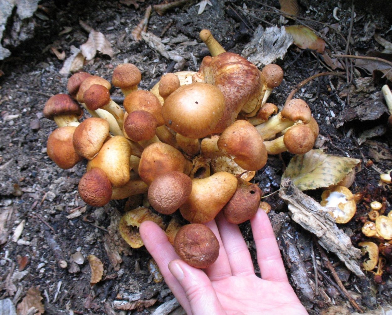 Гимнопилус Юноны