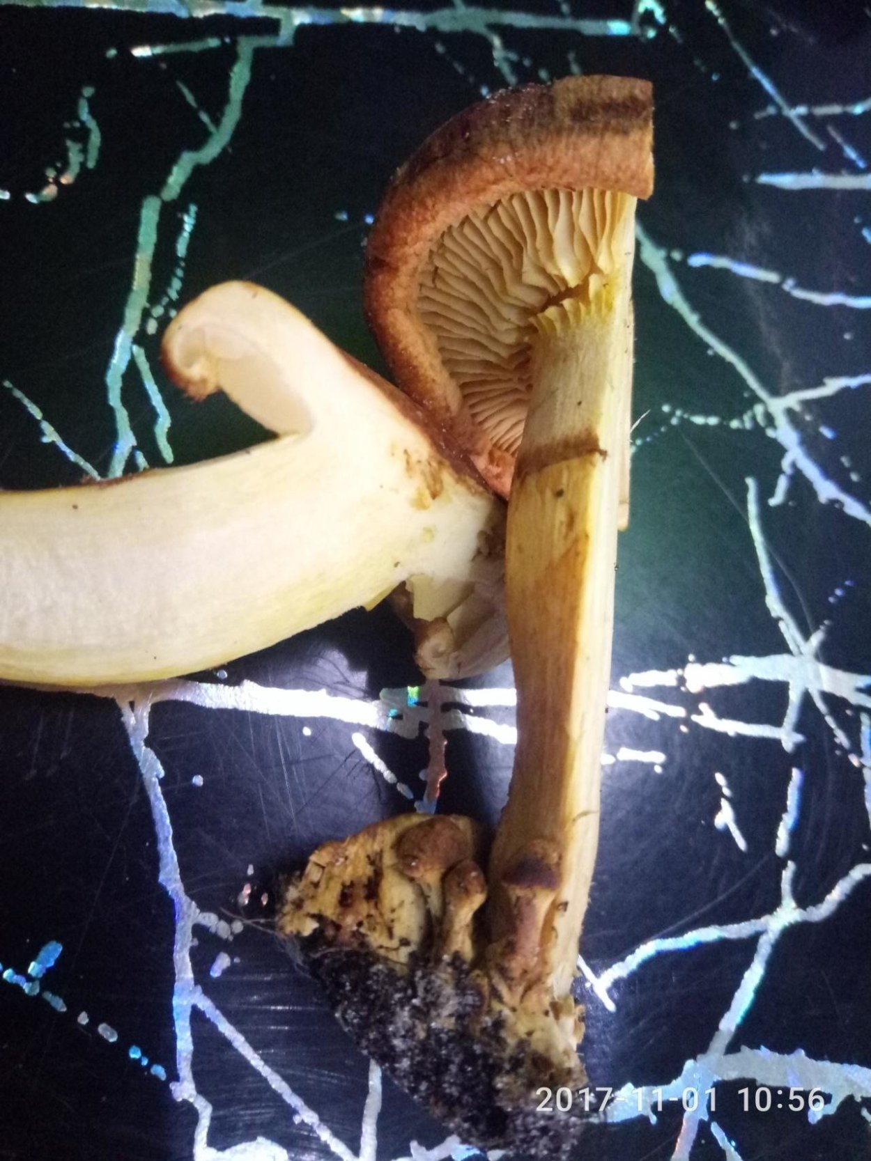 Гимнопил гриб съедобный или нет