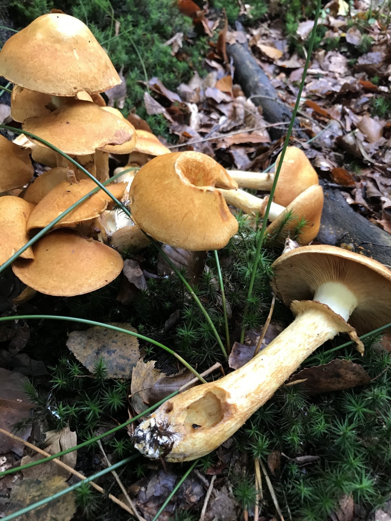 Гимнопил гриб