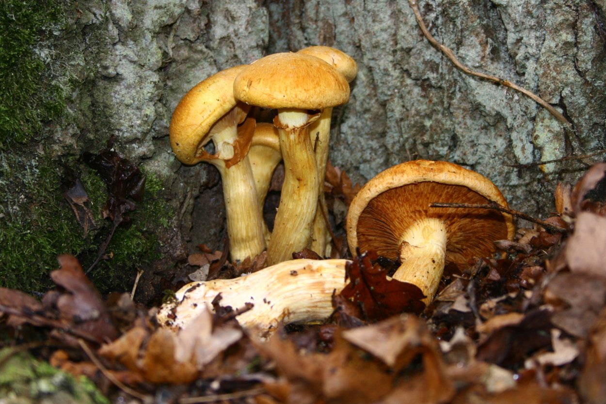 Гимнопил Юноны Gymnopilus junonius
