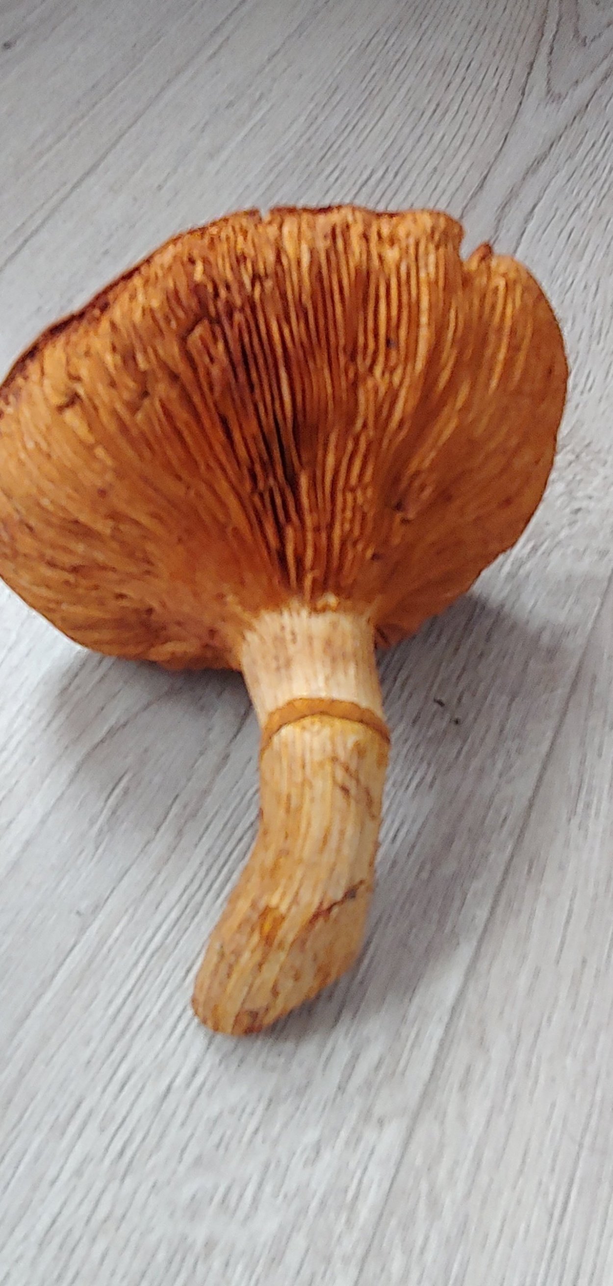 Gymnopilus junonius
