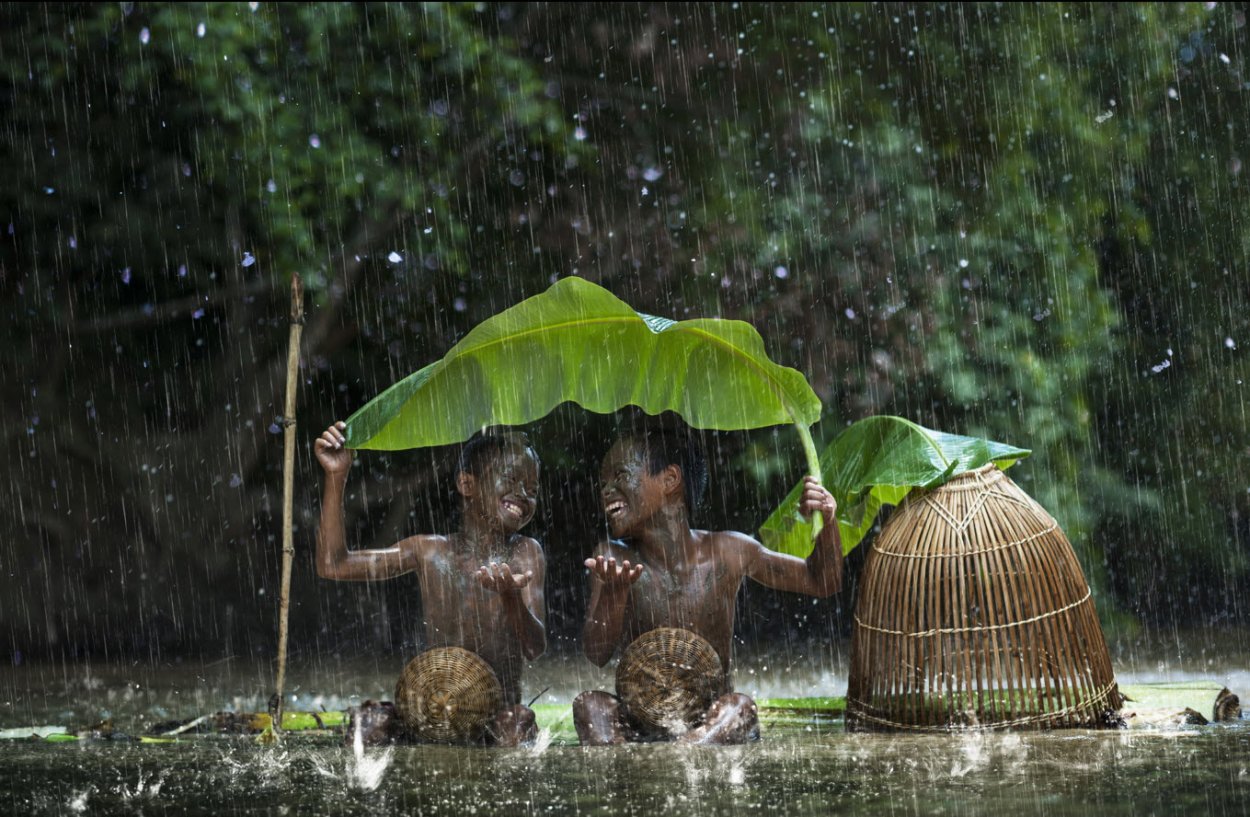 Дождливые джунгли