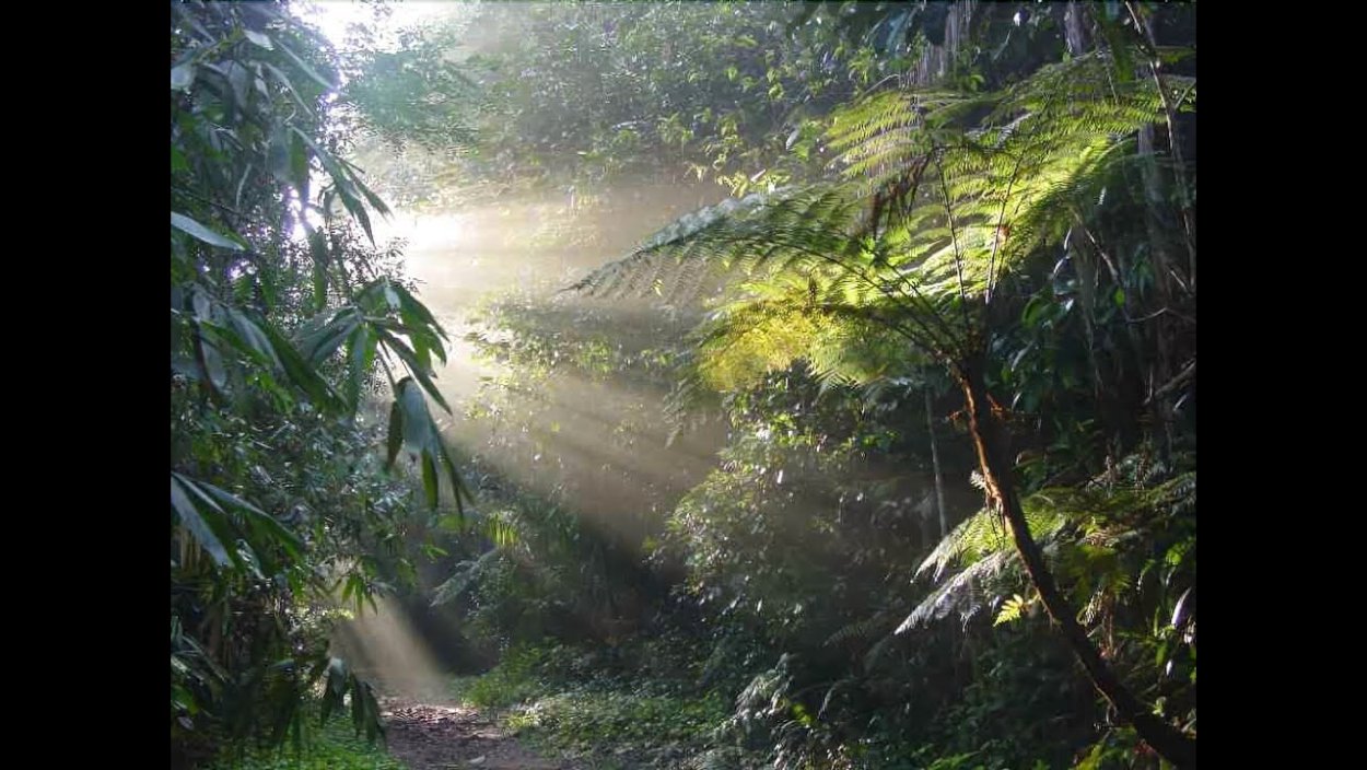 Тропический ливень