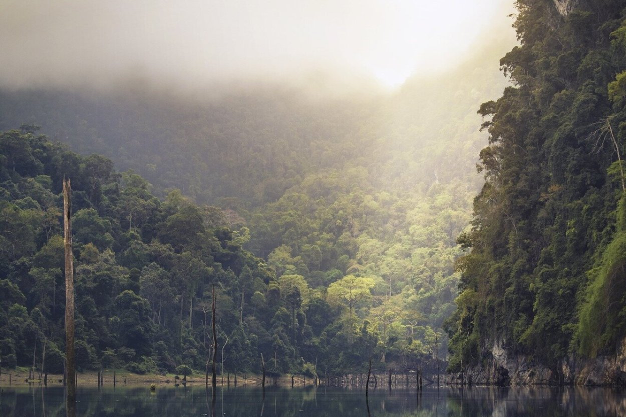 Леса Тайланда