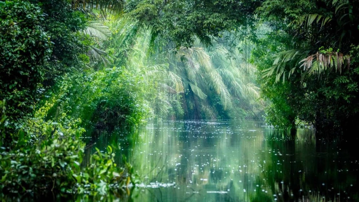 Коста-Рика тропический лес