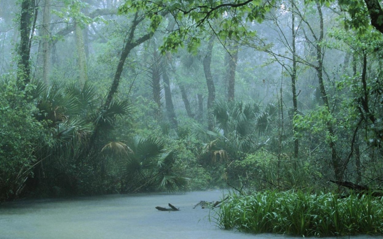 Дождливый лес